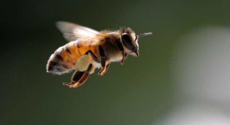¿Sabías que las abejas miran al suelo para regular su altitud en el vuelo?