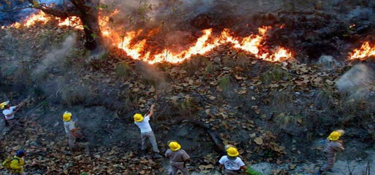 Incendio forestal en Jalisco duró 11 días