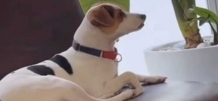 Perrito llora viendo El Rey León