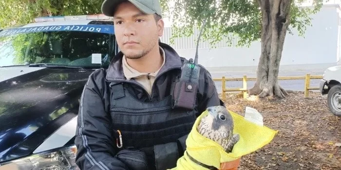 Rescatan a halcón lastimado en Guadalajara