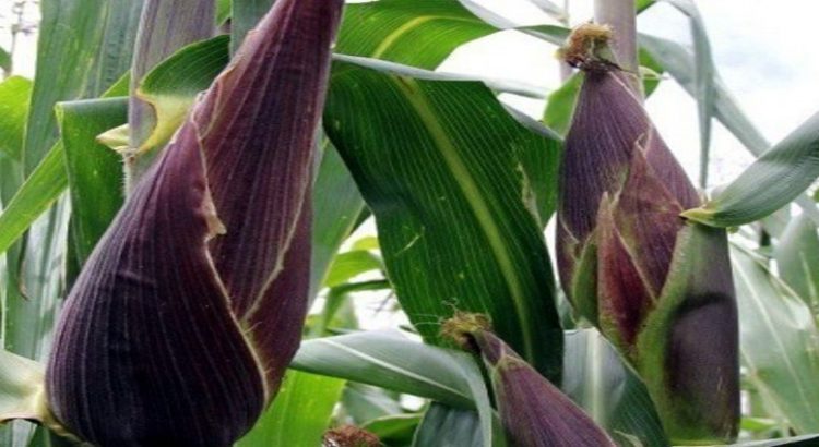 Presenta IIEG cifras sobre cultivos que se sembraron en Jalisco