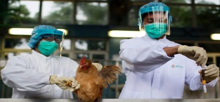Avicultores de Jalisco pondrán en marcha operativo para evitar influenza aviar