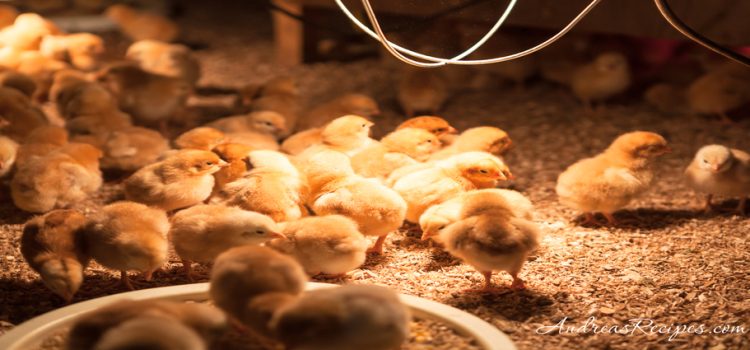 Detectan influenza aviar en granja en Jalisco; SENASICA emite cuarentena