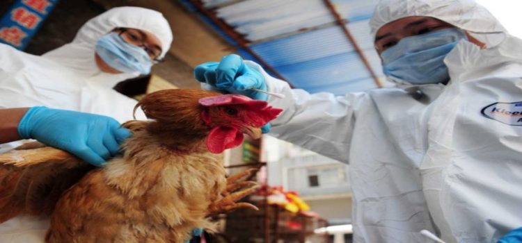 Preparan fondo de 10 MDP para afectaciones por gripe aviar en Jalisco