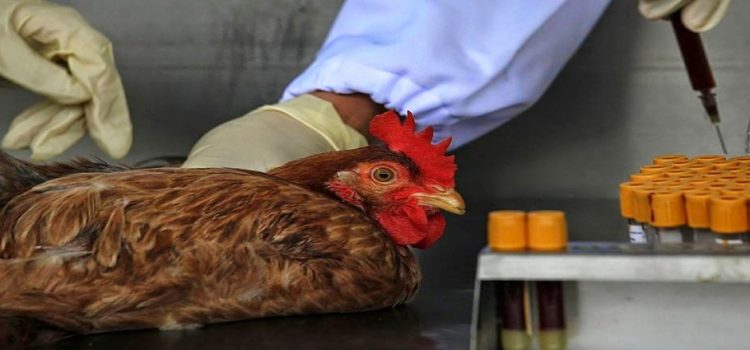 Vacunan a más de cuatro millones de aves por gripe aviar en Jalisco