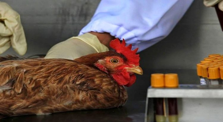 Vacunan a más de cuatro millones de aves por gripe aviar en Jalisco