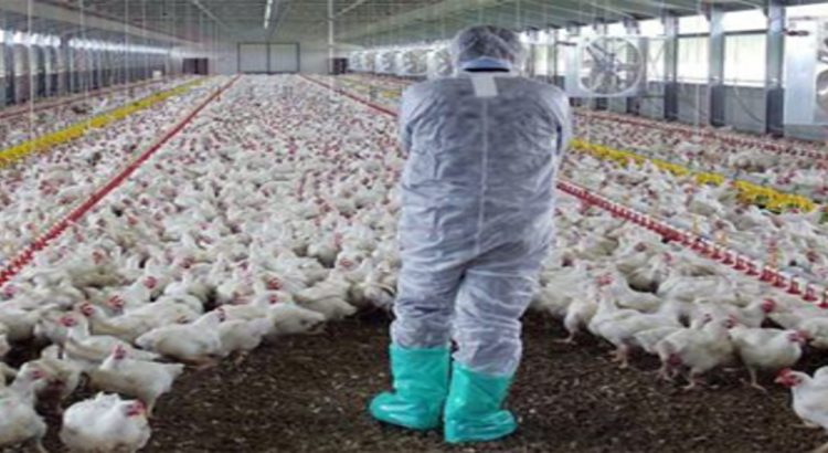 Dirigen 60% de vacunas contra influenza aviar a granjas de Jalisco