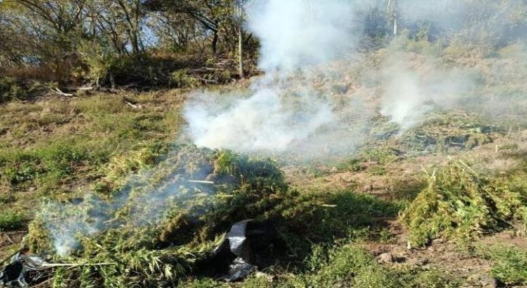 En Jalisco destruyen más de 150 mil plantas de marihuana