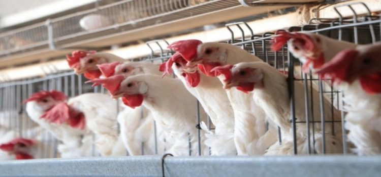 Envían vacunas de gripe aviar a Jalisco