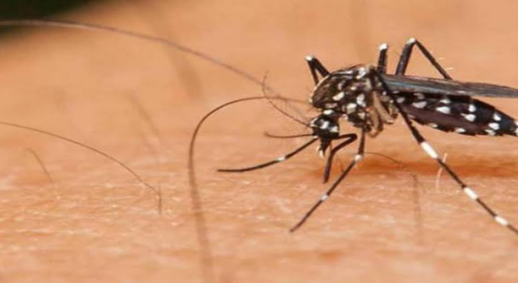 Reportan incremento en casos de dengue en Jalisco