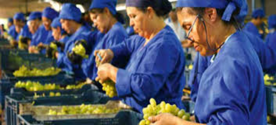 Jalisco mantiene liderato en producción de alimentos