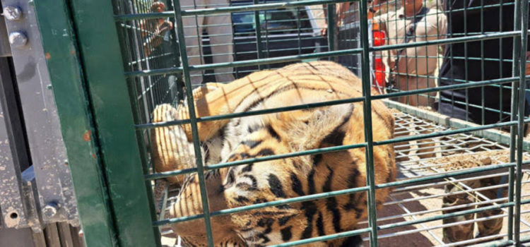 Sorprende a 3 tigres en las calles de Jalisco