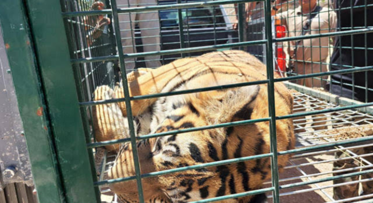 Sorprende a 3 tigres en las calles de Jalisco