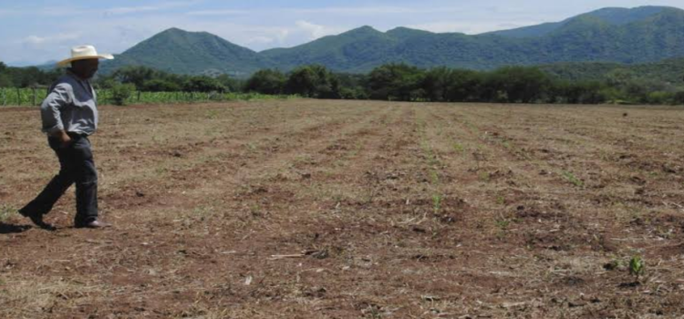 Sequía en Jalisco afectaría producción de granos básicos