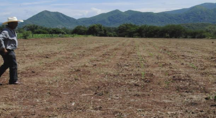 Sequía en Jalisco afectaría producción de granos básicos