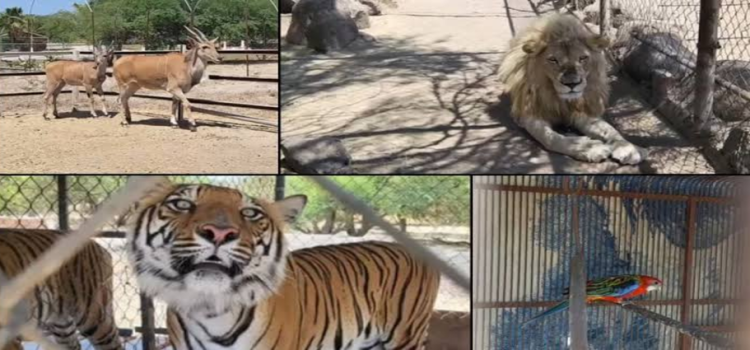 FGR asegura tigres, leones y jaguares en Jalisco