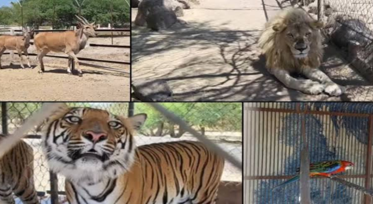 FGR asegura tigres, leones y jaguares en Jalisco