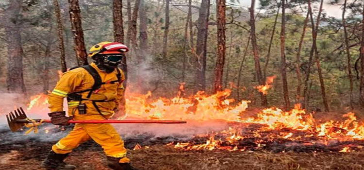 Jalisco es el estado con más afectado por incendios forestales