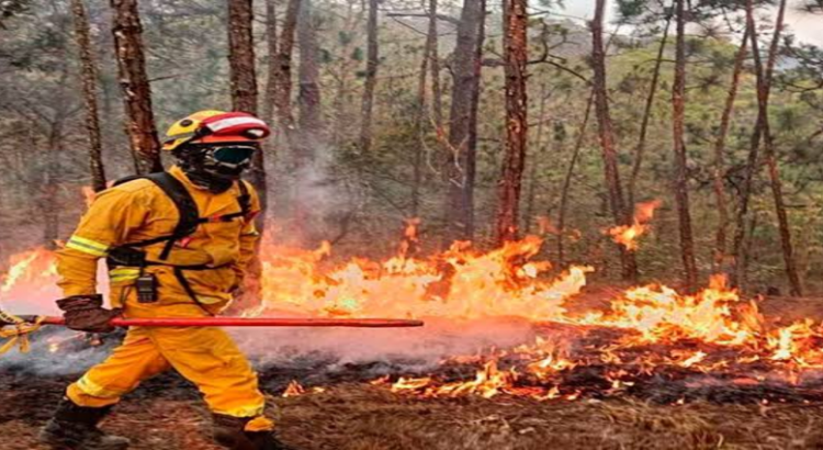 Jalisco es el estado con más afectado por incendios forestales