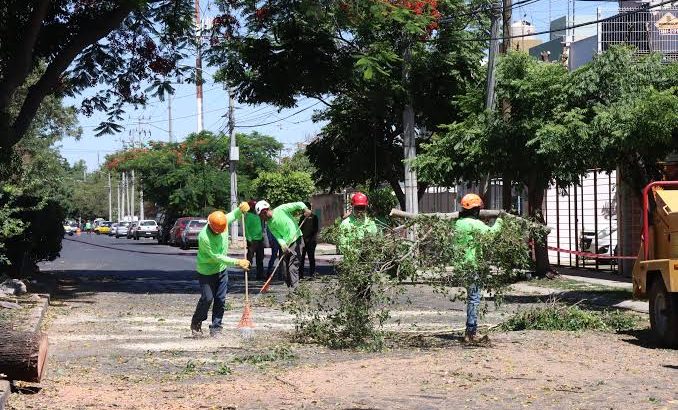Guadalajara poda 10 mil 500 árboles previo al temporal de lluvias
