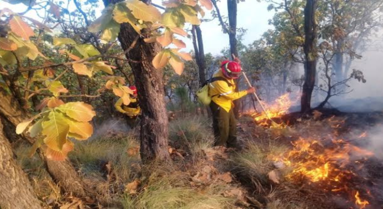 Detienen a cuatro hombres por causar incendios forestales en Jalisco