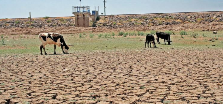 Afecta la sequía a todos los municipios de Jalisco