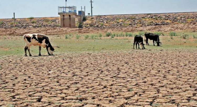 Afecta la sequía a todos los municipios de Jalisco