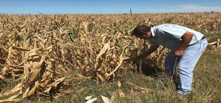 Buscan evitar que sequía impacte al sector agropecuario de Jalisco