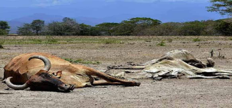 Muere ganado en Jalisco tras las altas temperaturas