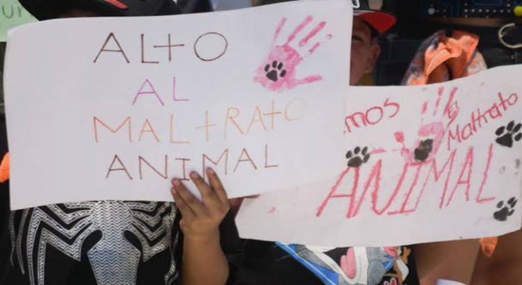 Realizarán Animal Fest invita a denunciar casos de maltrato animal en Jalisco