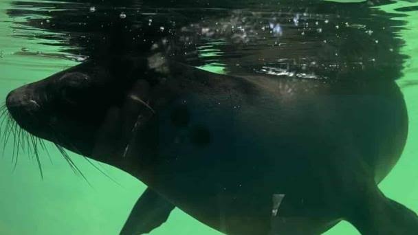 Zoológico Guadalajara recibe lobos marinos rescatados en Sinaloa