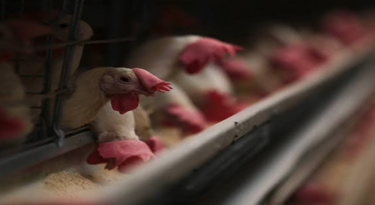 Jalisco sin afectaciones por gripe aviar
