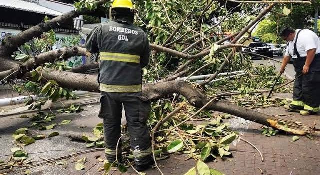 Suman 100 árboles caídos por tormenta de este fin de semana Guadalajara