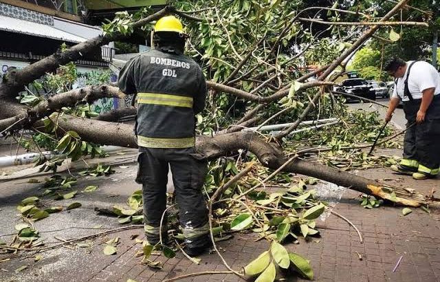 Suman 100 árboles caídos por tormenta de este fin de semana Guadalajara