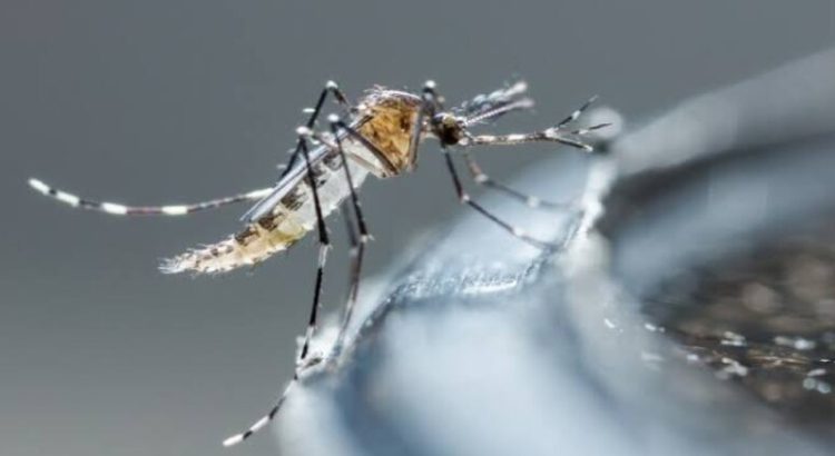 Jalisco confirma 28 casos de dengue