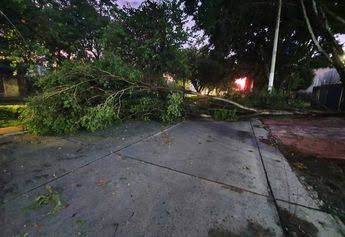 Joven muere apartado por árbol en tormenta de Guadalajara