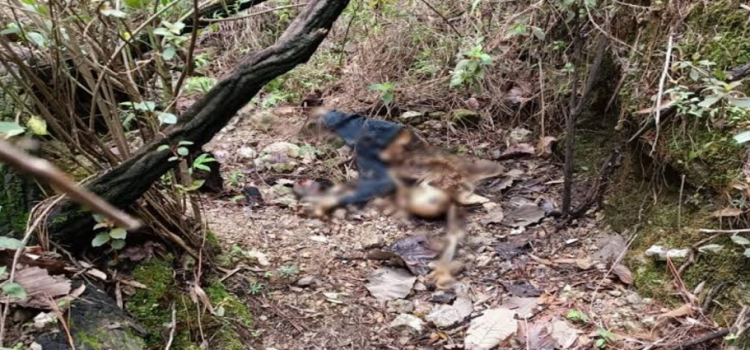 Madres Buscadoras de Jalisco localizan restos humanos en el Bosque La Primavera