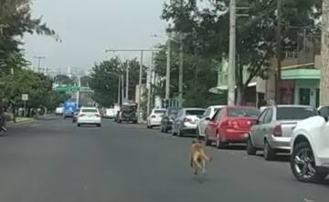 Perrito es abandonado en Guadalajara y corre detrás del carro