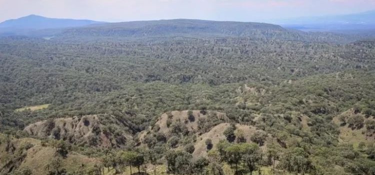 Bosque La Primavera pierde 1,409 hectáreas en juicios: Una llamada de alerta para la conservación ambiental