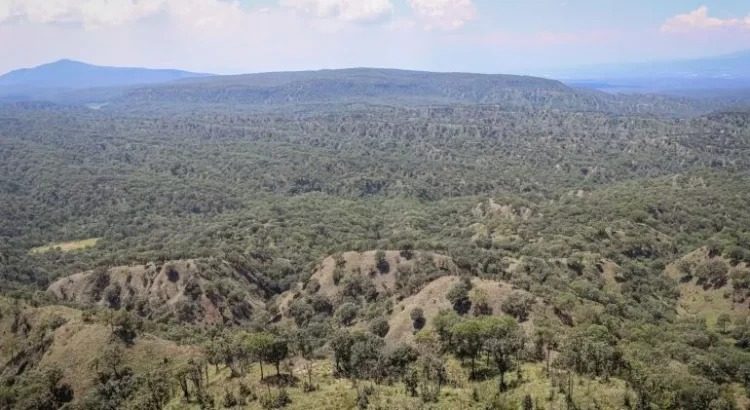 Bosque La Primavera pierde 1,409 hectáreas en juicios: Una llamada de alerta para la conservación ambiental