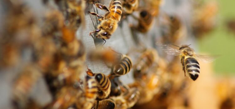 Disminuye un 40% de colmenas de abejas en Jalisco