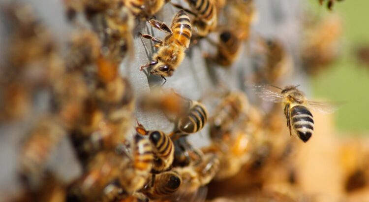 Disminuye un 40% de colmenas de abejas en Jalisco