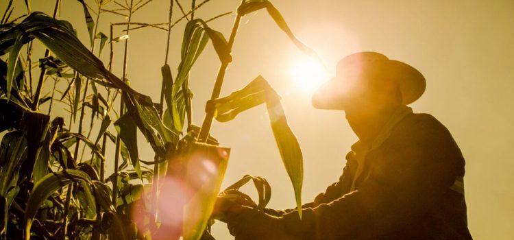 Jalisco ha dejado de sembrar más de 100 mil hectáreas de maíz