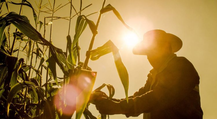 Jalisco ha dejado de sembrar más de 100 mil hectáreas de maíz