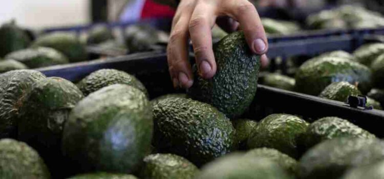 Reanudan exportaciones de aguacate michoacano a Estados Unidos