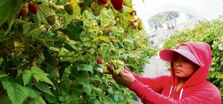 Caída de exportaciones de berries en México afecta gravemente a Jalisco y Sinaloa