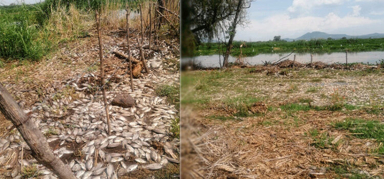 Aparecen miles de peces muertos a orillas del Río Santiago en Jalisco