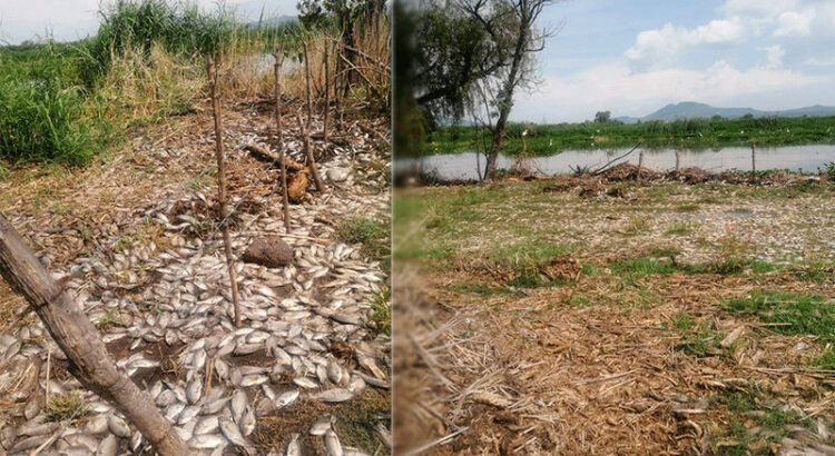 Aparecen miles de peces muertos a orillas del Río Santiago en Jalisco