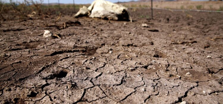 La sequía presentó pérdidas por hasta 10 mdp en Jalisco