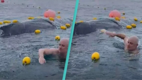 [VIDEO] Grupo de amigos enfrentan multas por rescatar a ballena jorobada atrapada en red